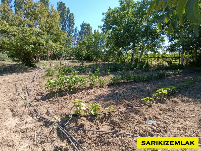 Merkez Yapıldak Köyü`daBağ & Bahçe.